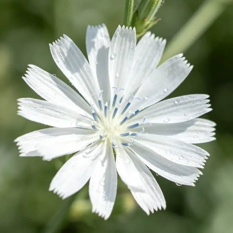 White Viper's Bugloss Seeds - Verdseeds